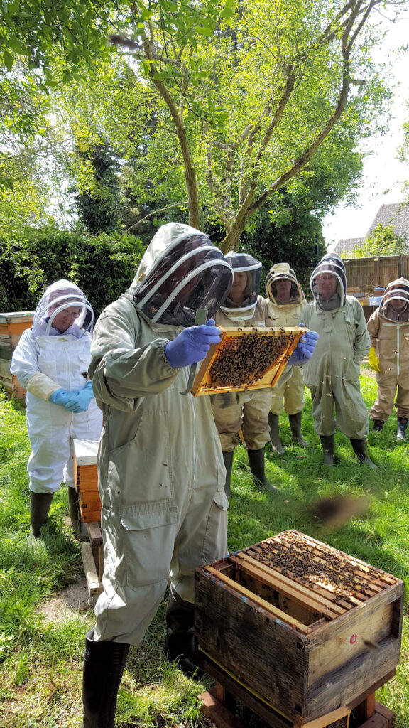 An Inspector inspects - a frame of brood. Photo credit Fiona Gibson