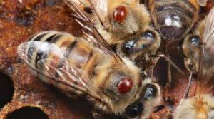 Bees with varroa mites