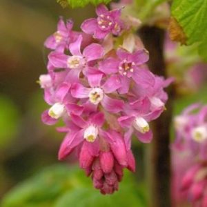 'the currant in flower'