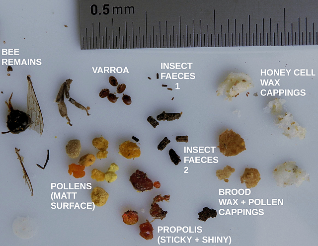 What you might find on a varroa monitoring board