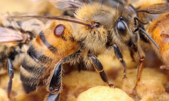 Phoretic mite on a honey bee